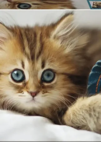 GATITO PUZZLE 200 PIEZAS