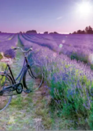 BICICLETA EN CAMPO DE LAVANDA PUZZLE 1000 PIEZAS